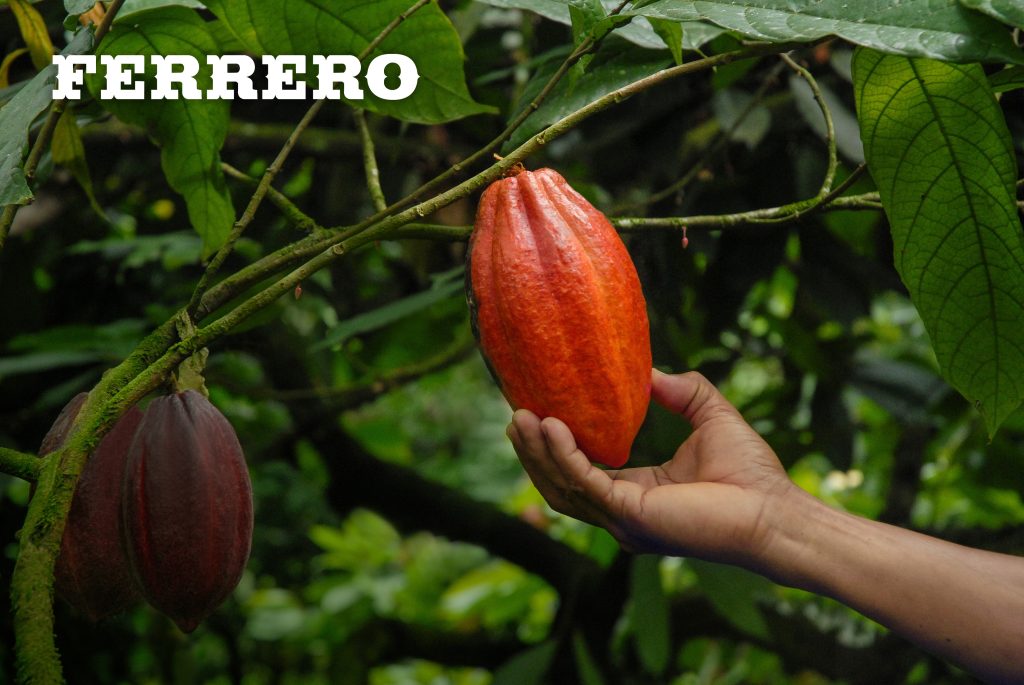 Ferrero apuesta por la producción sostenible de cacao